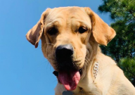 拉布拉多常見的疾?。ㄓ心男?/></i>
<h2>拉布拉多常見的疾?。ㄓ心男?/h2>
<p>　　拉布拉多犬作為一種受歡迎的家庭寵物，以其友好和忠誠的性格而聞名。然而，像許多純種犬一樣，它們也可能面臨一些遺傳性和非遺傳性疾病的風險。了解這些常見的疾病有助于主人</p>
<div   id=